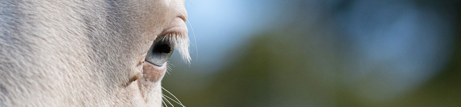 Portfolio Switch Equine