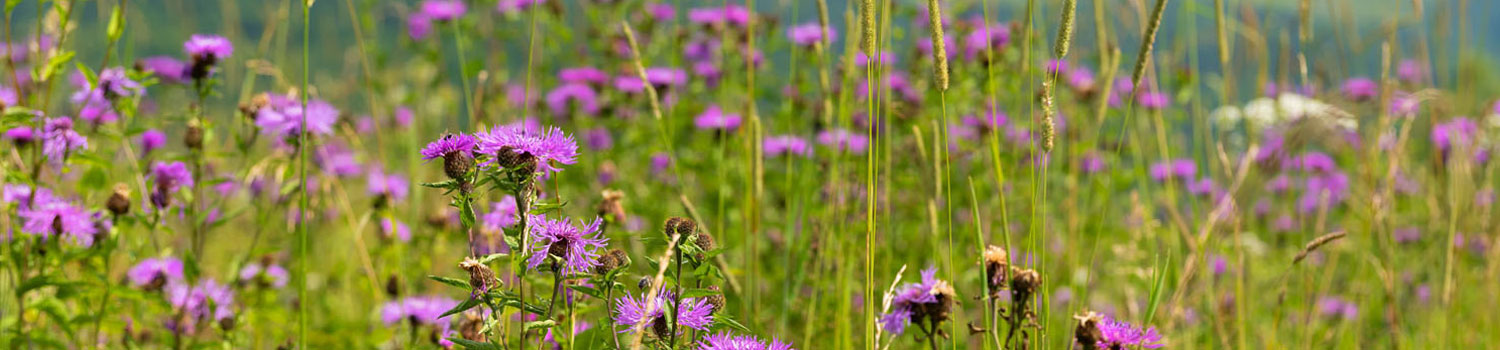 Contact Switch Equine