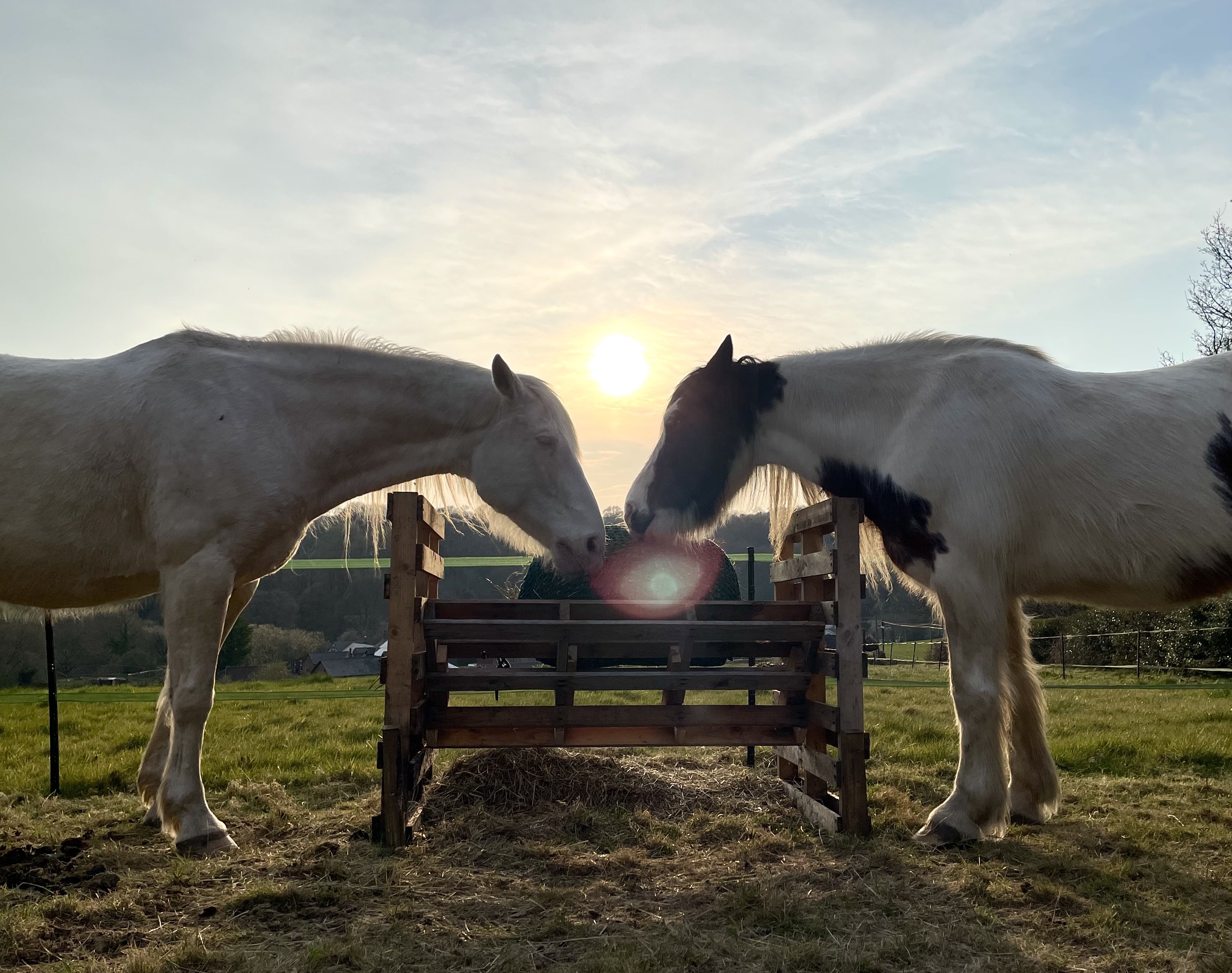 Switch Equine Home Image 1