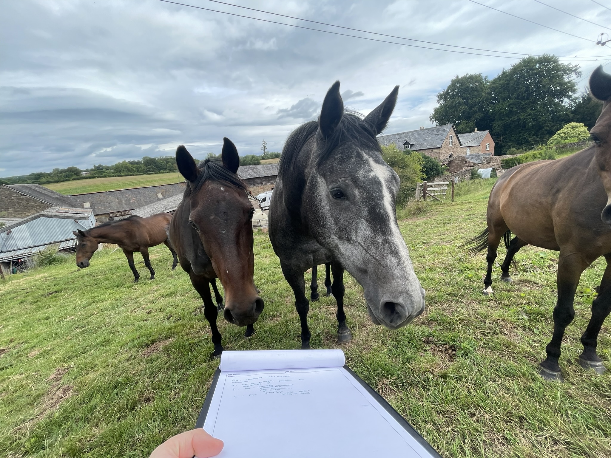 Redevelopment Project: Balancing Horses, Heritage, and Biodiversity Net Gain