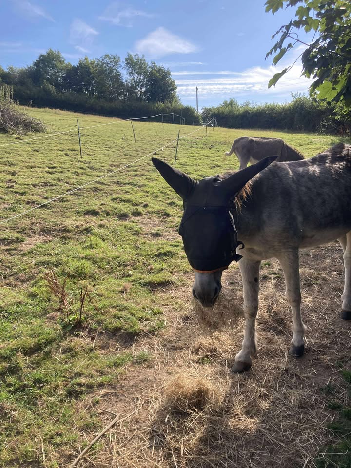 Land Management for Equine Health and Resilience