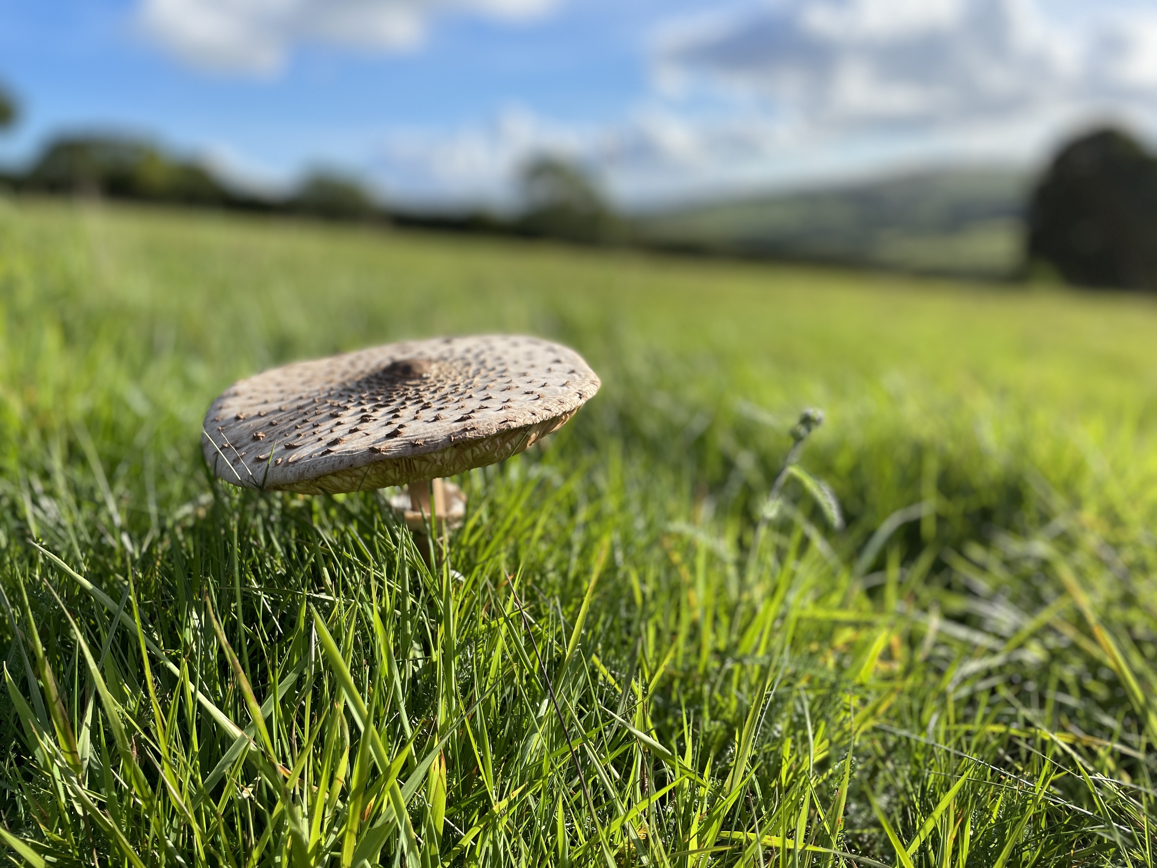 for equestrian landowners: environmental land mapping, sustainable track systems, grazing plans & ongoing monitoring
