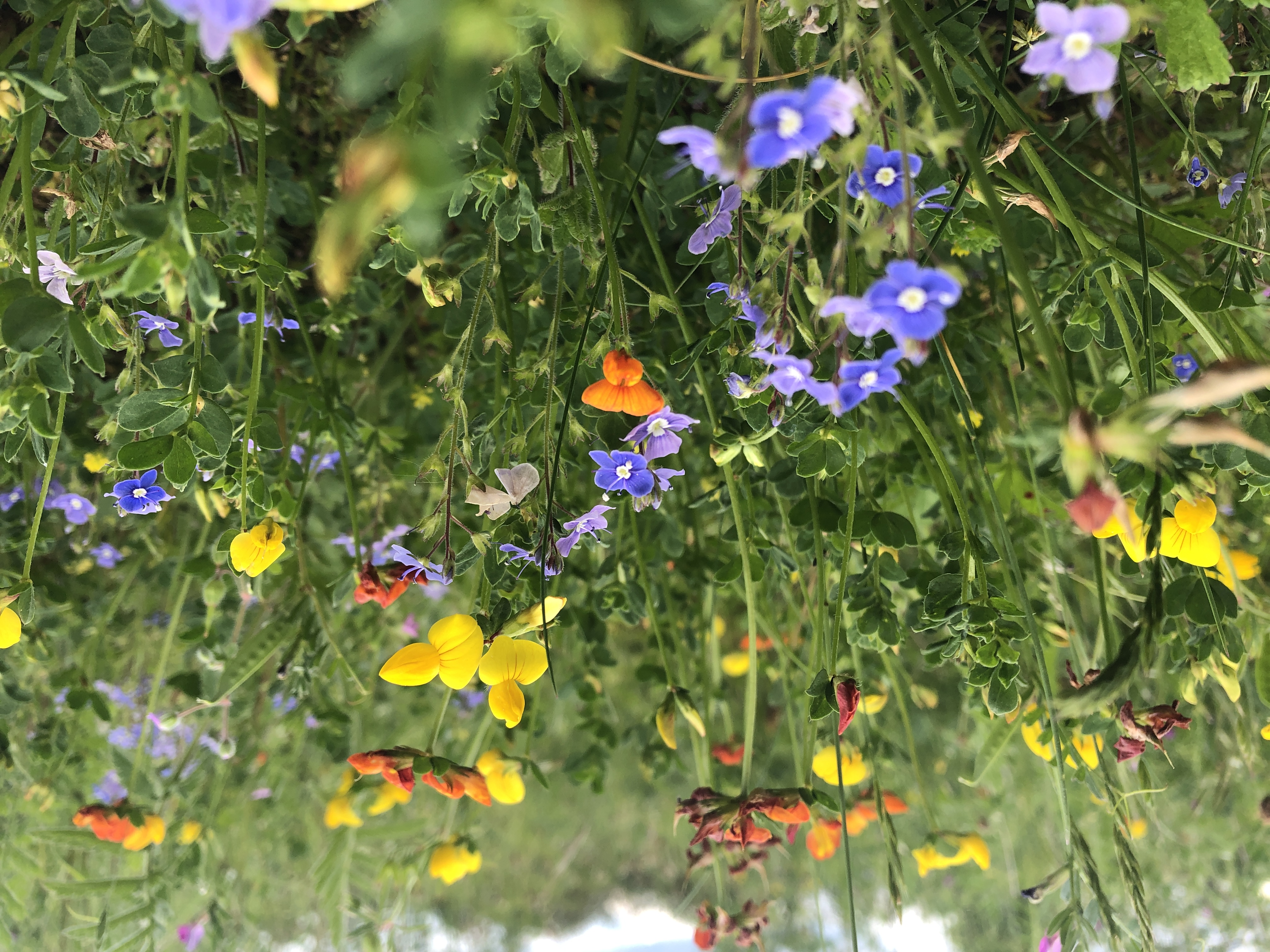 for equestrian landowners: environmental land mapping, sustainable track systems, grazing plans & ongoing monitoring