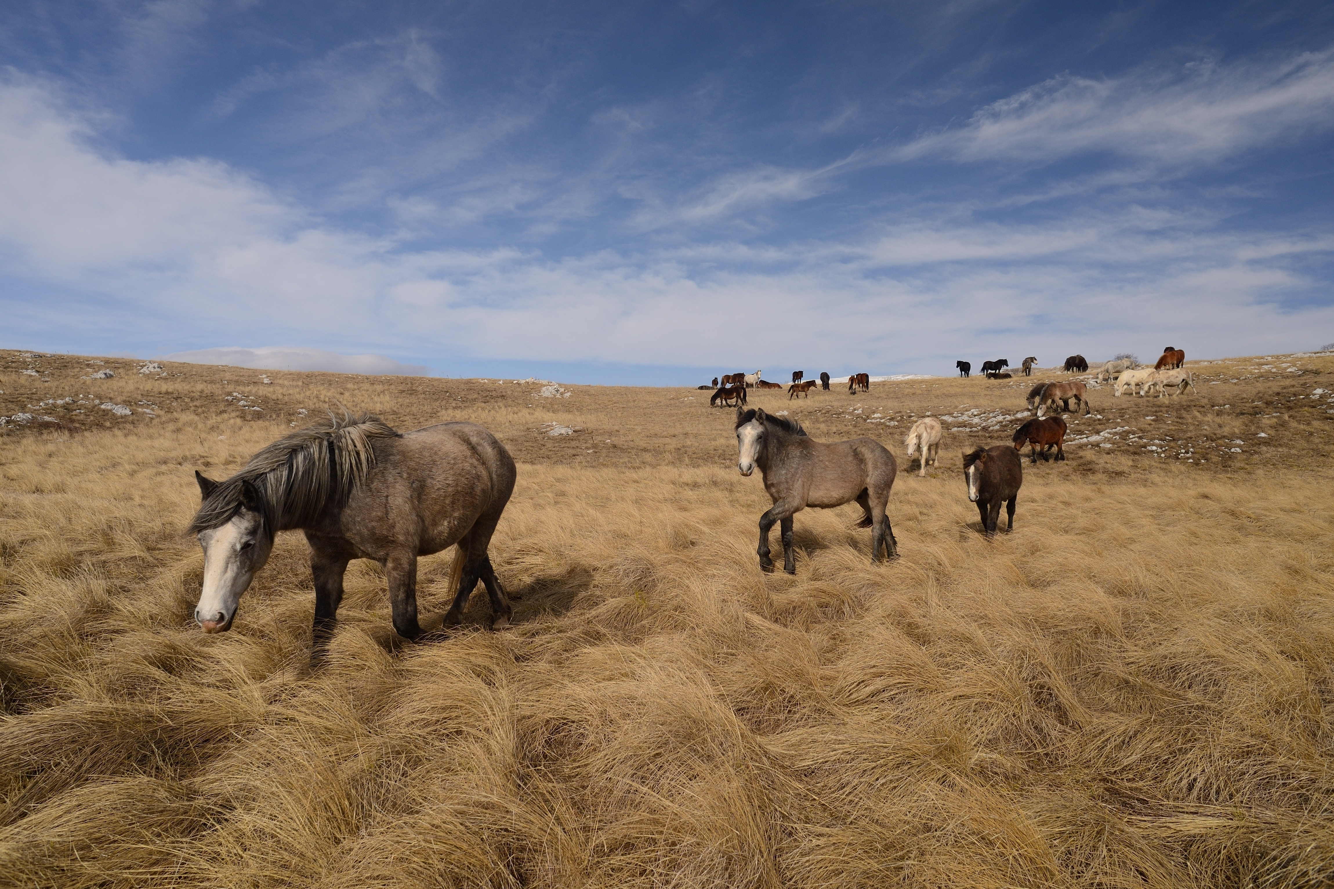 for equestrian landowners: environmental land mapping, sustainable track systems, grazing plans & ongoing monitoring