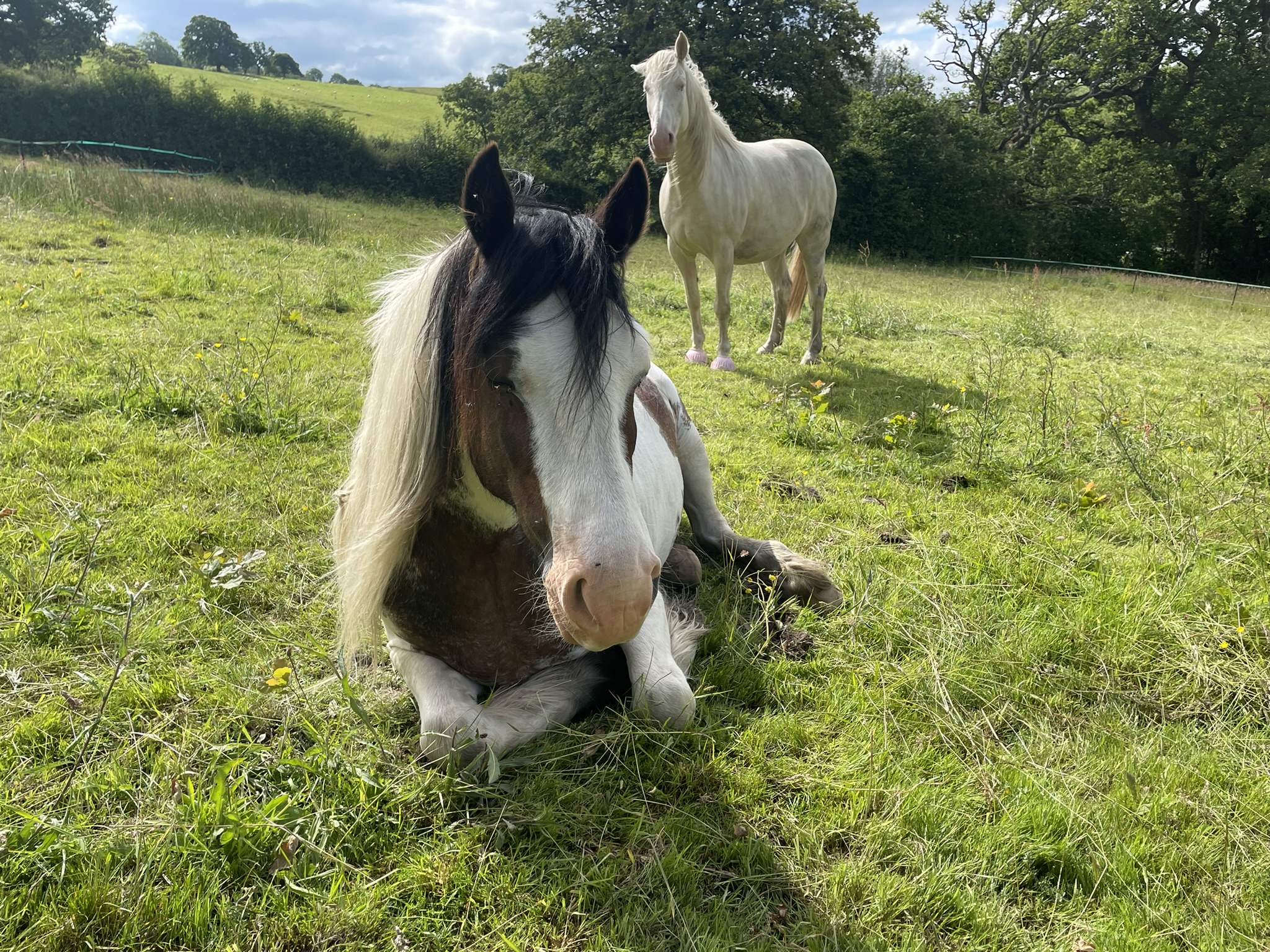 for horse owners: practical advice to improve welfare & the environment
