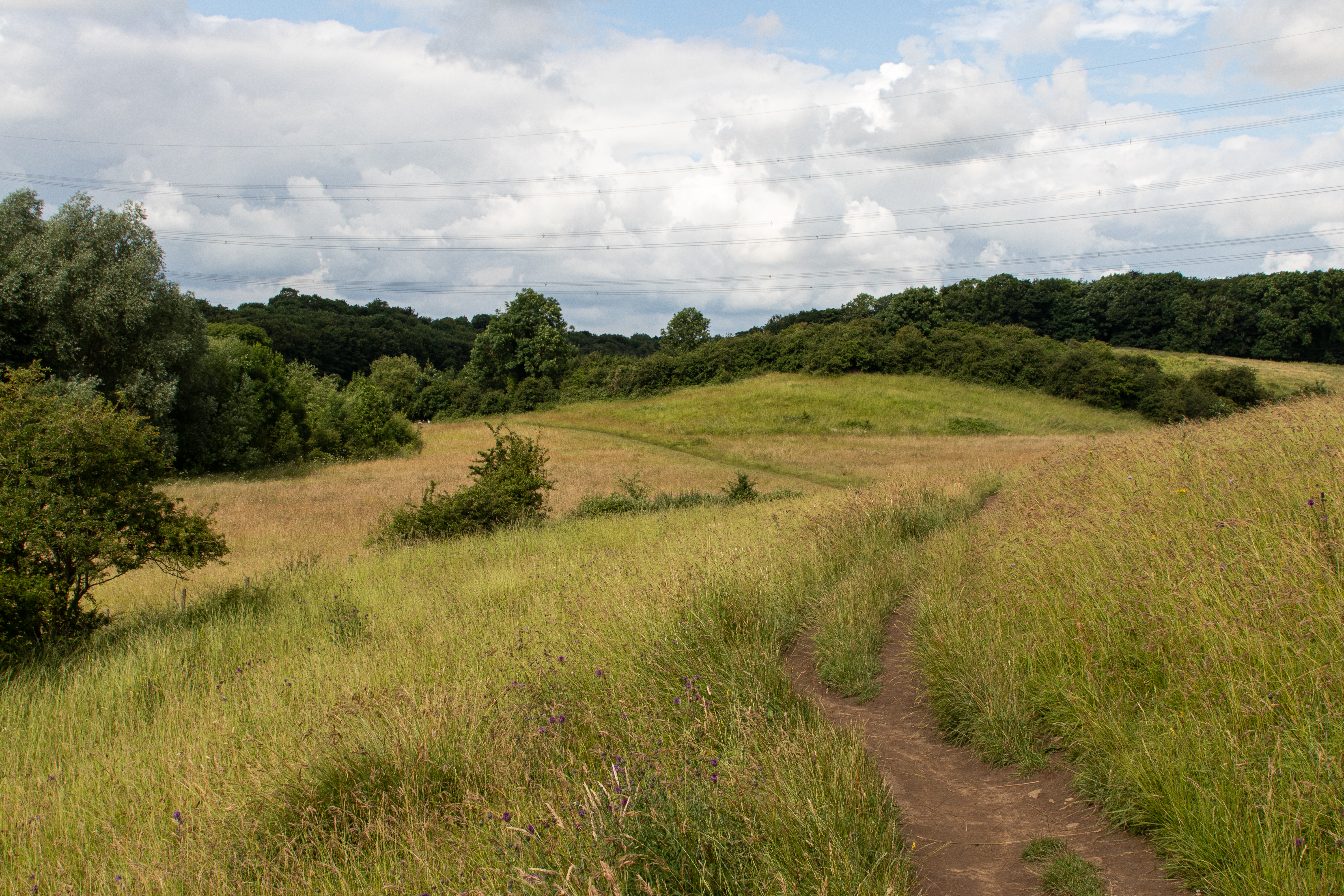 for businesses: ESG, Environmental Net Gain & Natural Capital Assessments